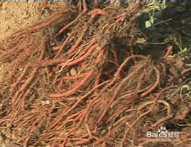 产后慎用的5类中药