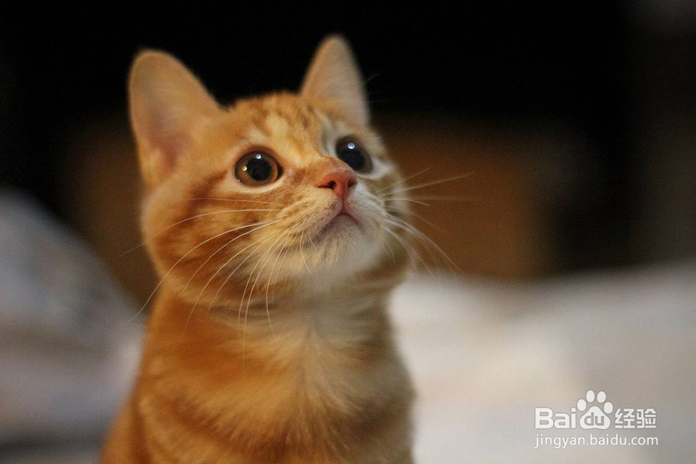 什么时候给猫驱虫最合适？