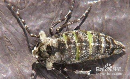 森林有害生物林间调查方法