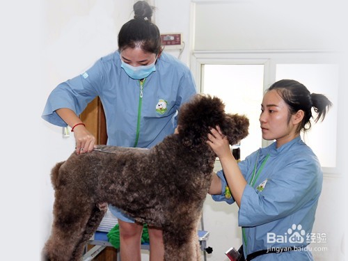 宠物美容师培训课程内容