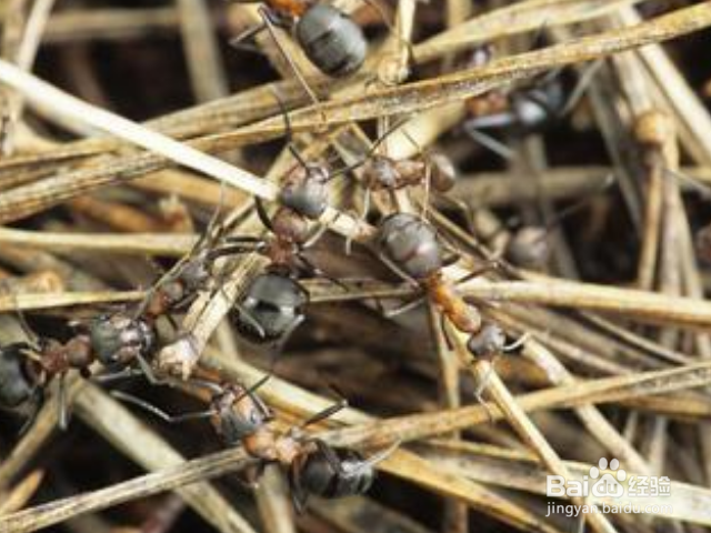木蚁怎样识别？