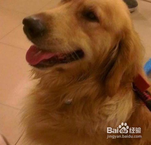 如何判断狗狗是否感冒！