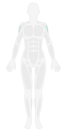 俯身哑铃反向飞鸟_3D肩部轰炸训练