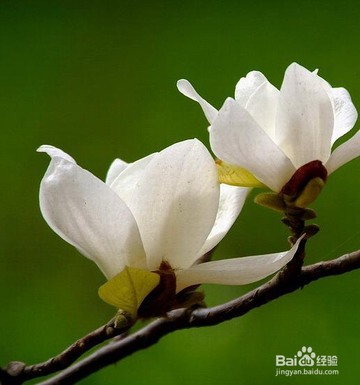 花怎么养在花瓶里