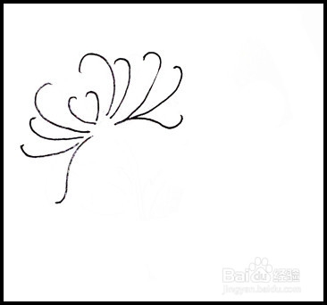 怎样画简笔画（花卉）：[9]菊花2