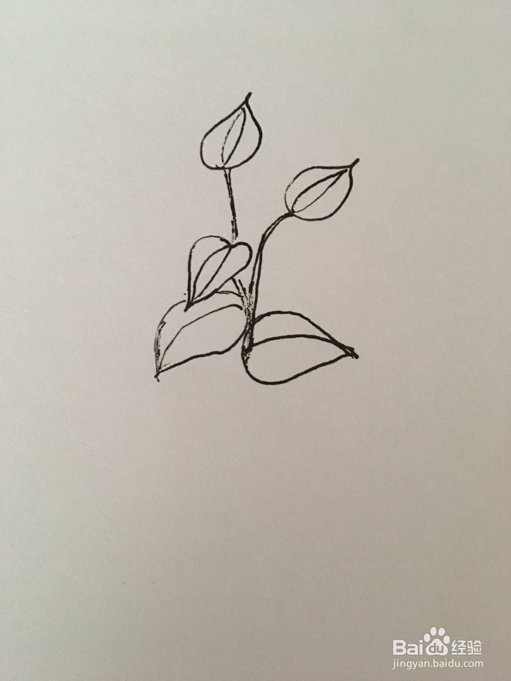 幼儿简笔画：马蹄莲花的画法