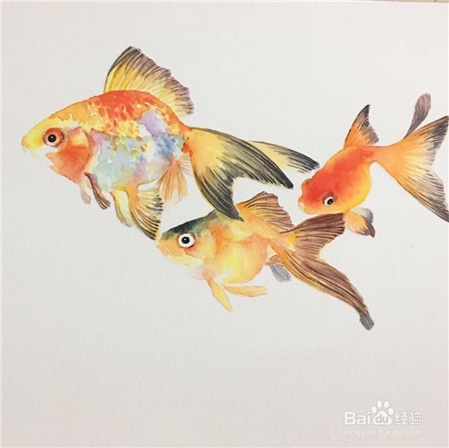 简笔画：金鱼的画法