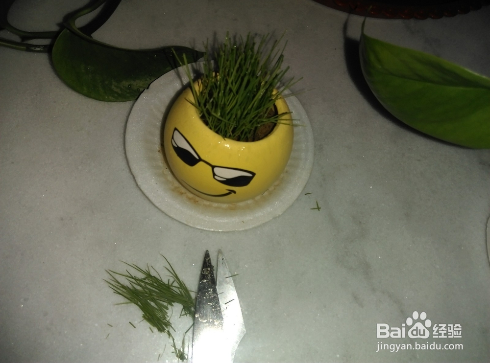 怎样种植小草盆景