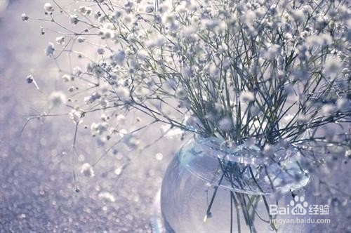 如何种植满天星