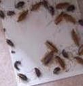 家里发现蟑螂怎么办