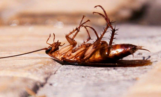 为什么会有蟑螂