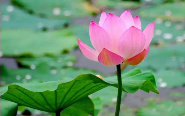 没有什么多什么哪填空