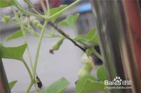 把玩小葫芦怎么种植