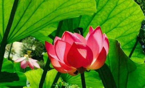 雨一来，他们便放假了，这里的，他们，指的是