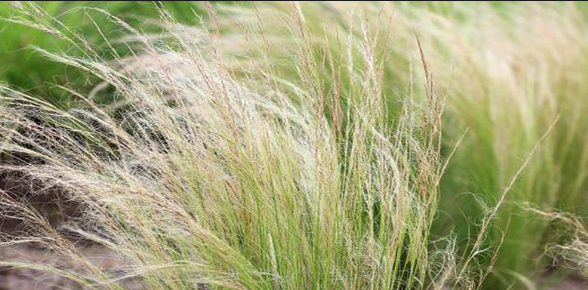 像茅草一样又细又长的植物叫什么