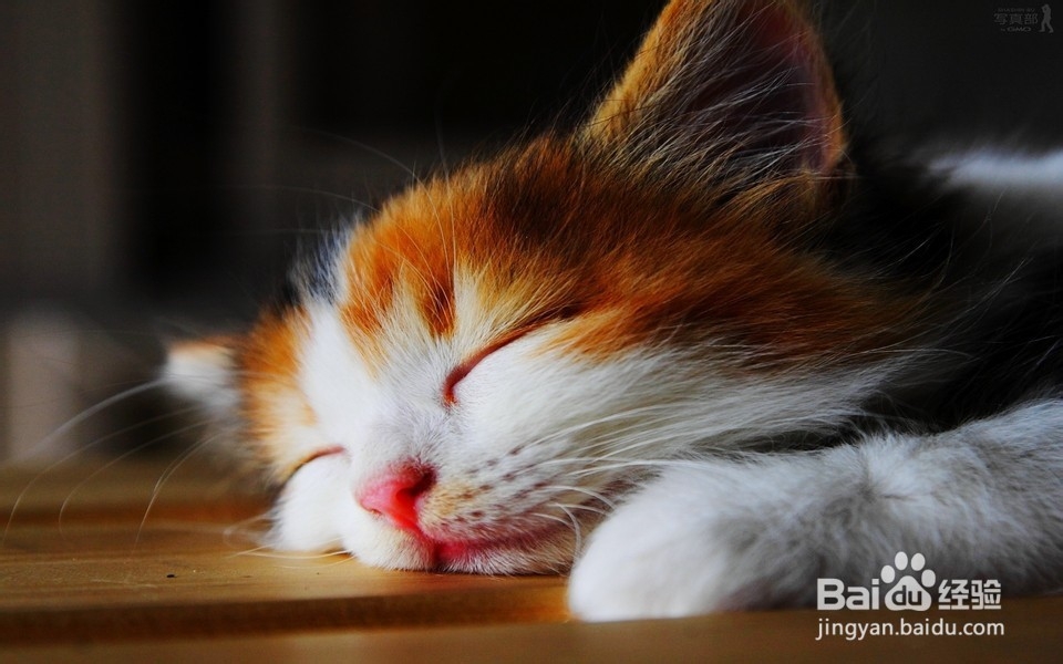 猫咪喝水都吐怎么办