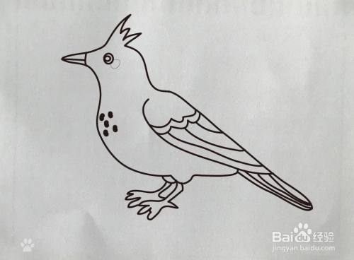 【简笔画】云雀的画法