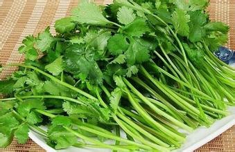 在阳台上种香菜要注意什么？