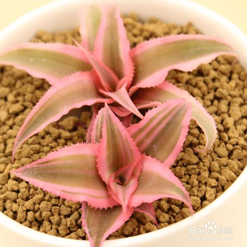 姬凤梨叶子变色原因及解决方法