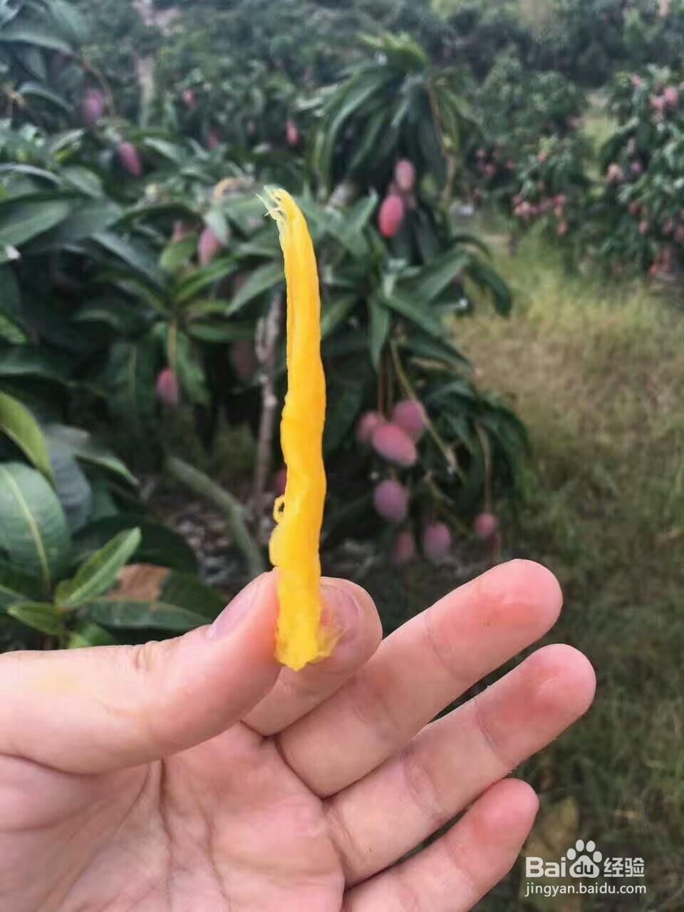 芒果烘干机芒果片烘干机使用技巧