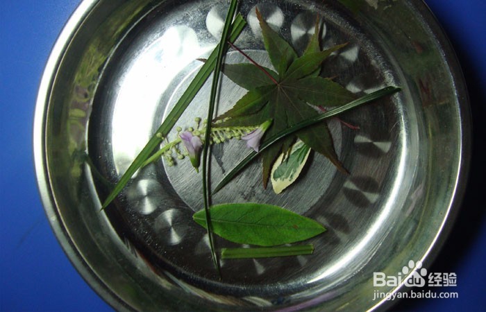 植物简笔画之快乐的思考者