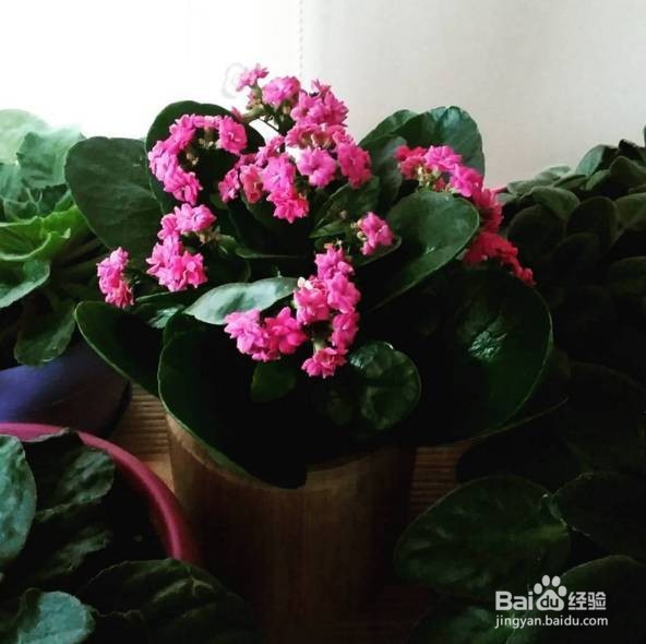 卧室里放盆这个,让你酣睡一整晚!