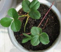 草莓的日常管理