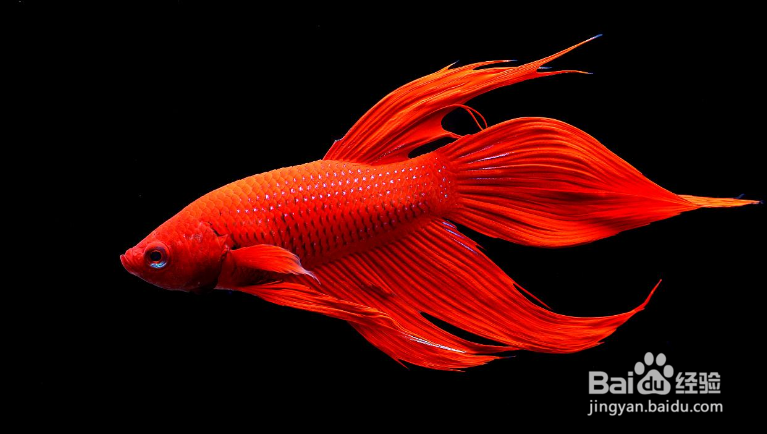 鱼儿刚买回家能直接放进鱼缸里吗？