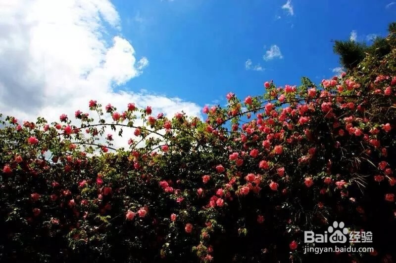 端午放假去哪玩好