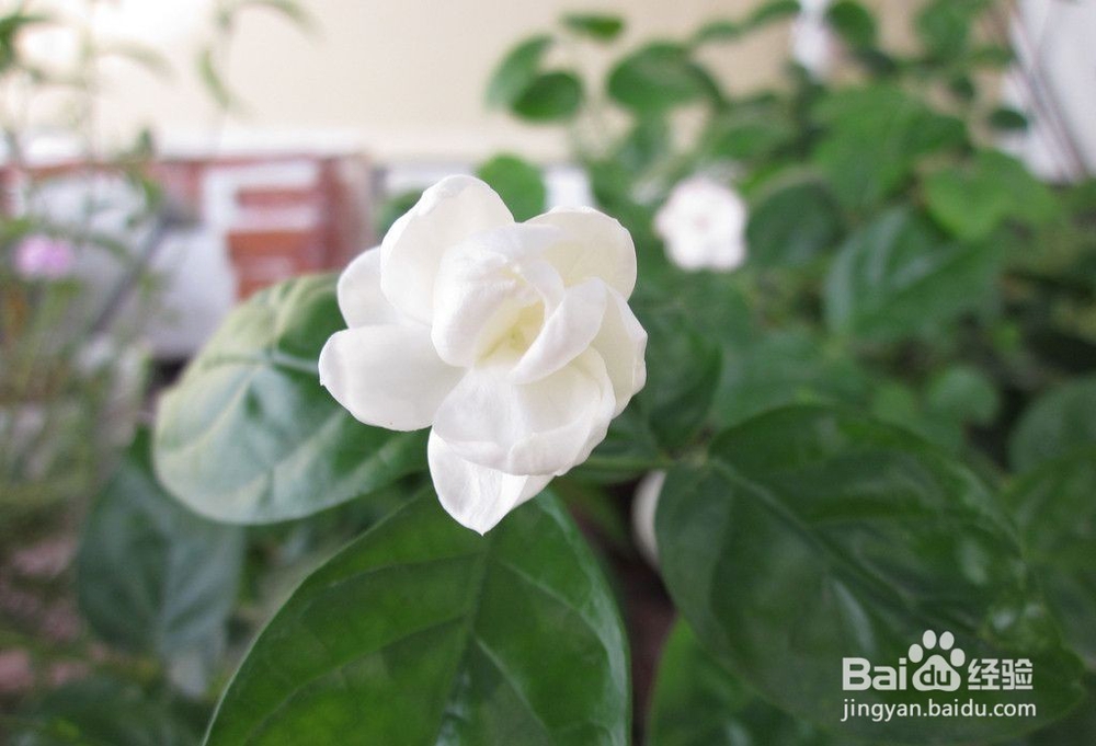 香水喷涂在哪个部位才是正确的?增强女性魅力