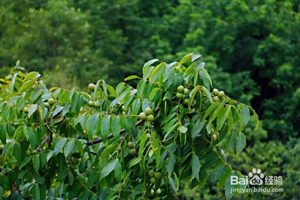 核桃油的功效与作用及食用方法