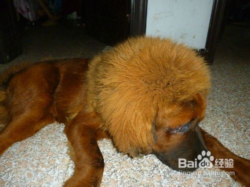 藏獒狗狗能接受训练的生理基础是什么