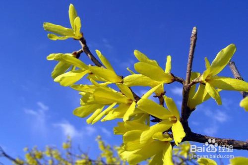 连翘的功效作用及禁忌是什么