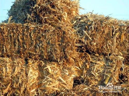 大量干玉米秸秆如何储存