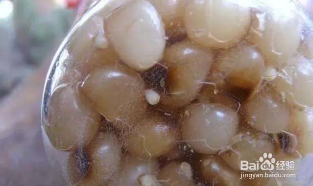 年后君子兰结果子,1个小技巧变成君子兰大户!