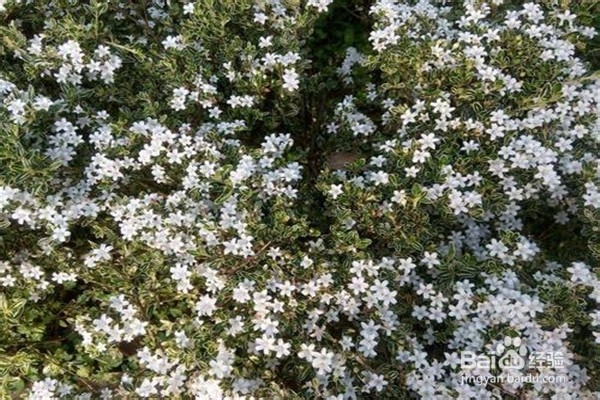 六月雪的养殖方法和注意事项？