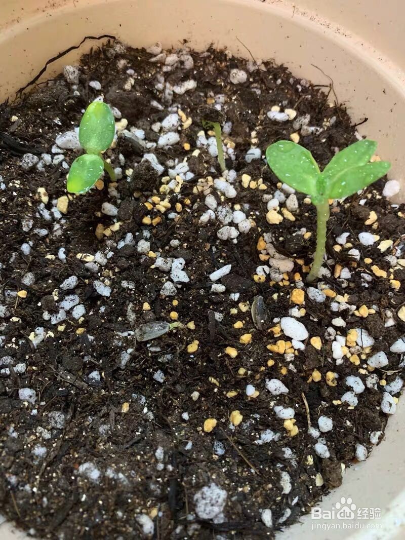 你知道适合春天播种的花有哪些吗