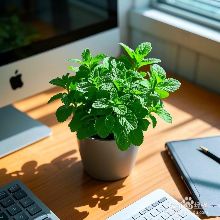 办公桌摆放什么绿植好?