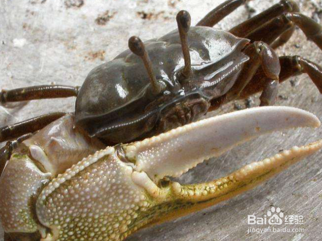 新买的螃蟹怎么存放