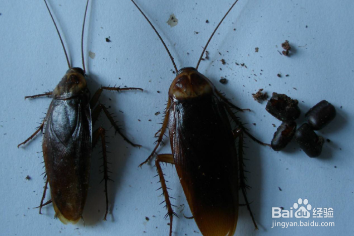 怎样除蟑螂快速有效