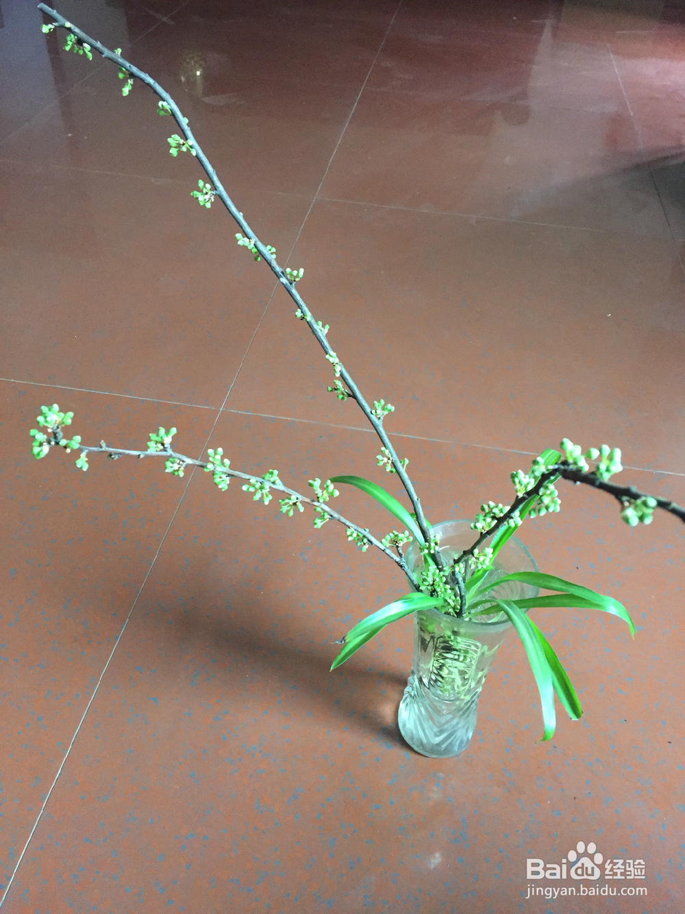 养植物的小情调