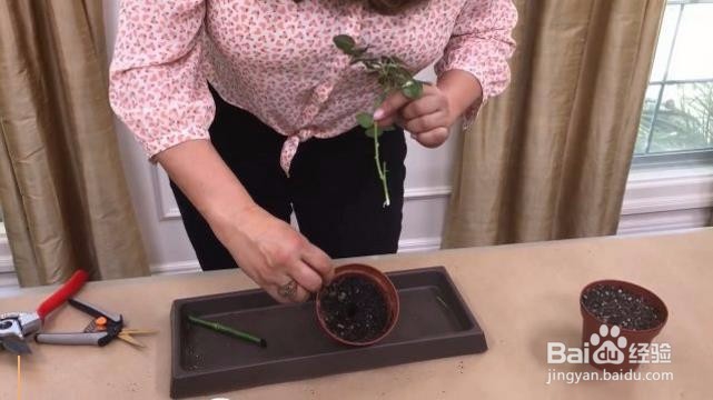 在家怎么栽种一盆美美的玫瑰？