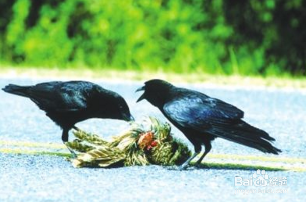 清洁地球的小动物