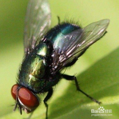 驱赶苍蝇最有效的方法