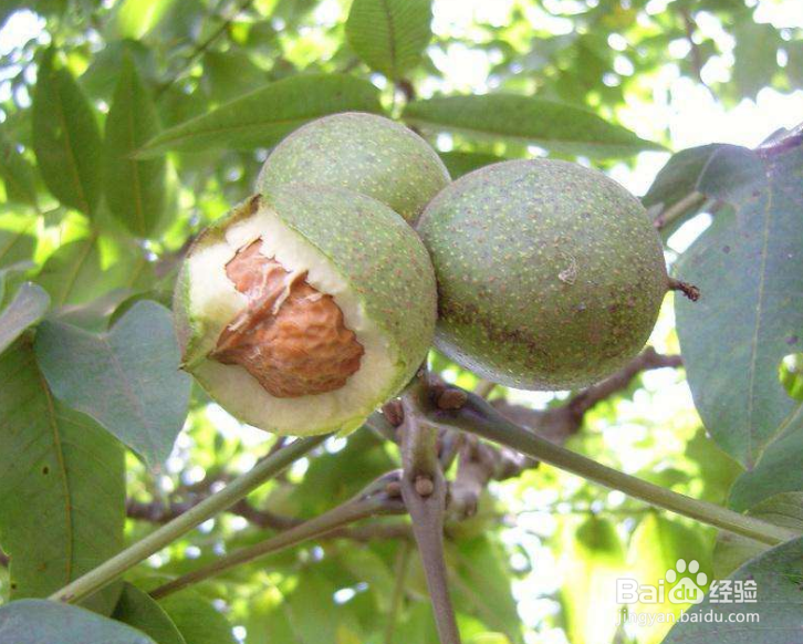 新打下来的核桃怎么处理