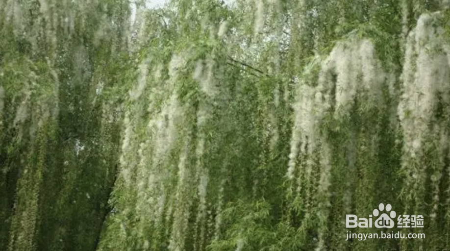 蚂蚁庄园4月19日答案柳絮引起过敏皮肤痒痒