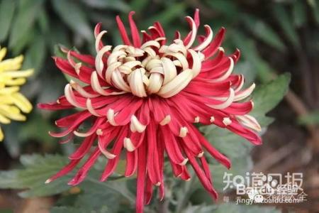 人民币上的花，你家都养了吗
