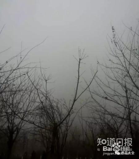 雾霾天,这20种花摆在家里最吸霾!