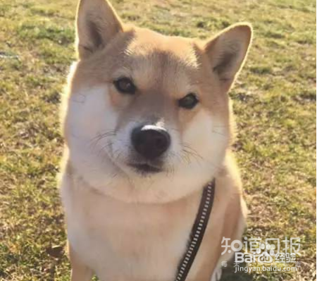 狗狗口臭，主人们该如何应对？