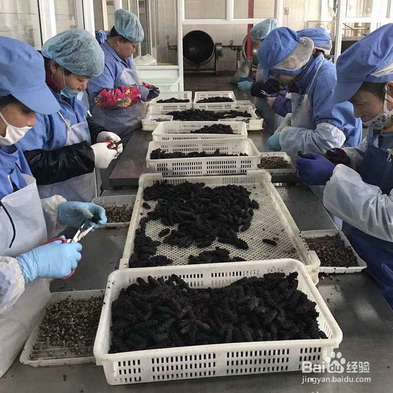 从业20年资深老渔民教你:怎样选购买到好海参